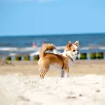 Hundestrand an der Ostsee mit kleinem Hund im Vordergrund