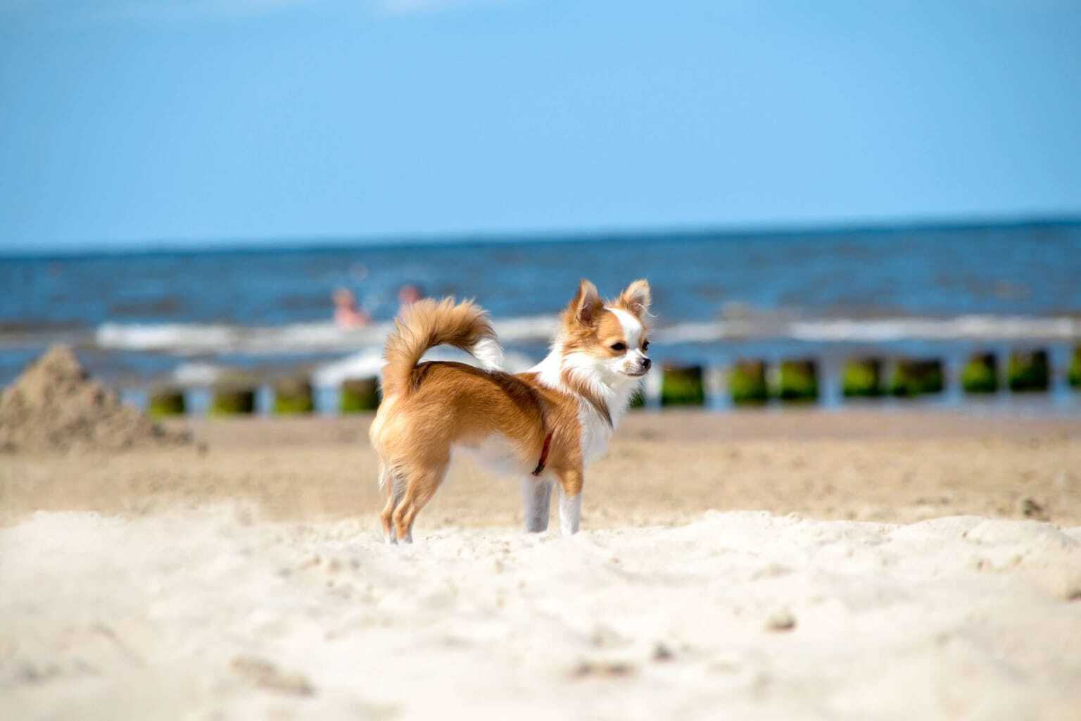Wann Dürfen Hunde An Den Strand Ostsee Die schönsten Hundestrände an der Ostsee - Mein Tophotel