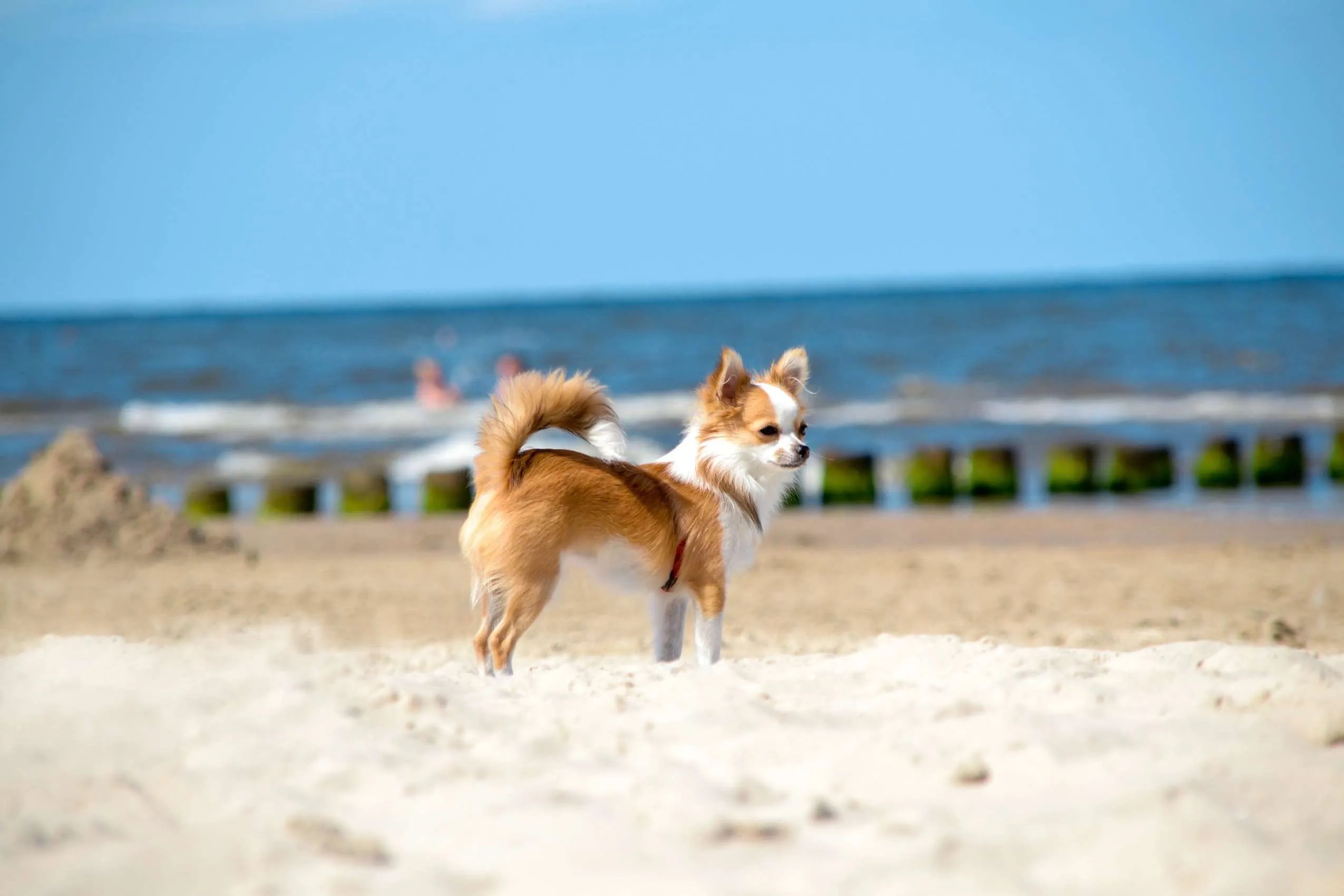 Hundestrand an der Ostsee mit kleinem Hund im Vordergrund