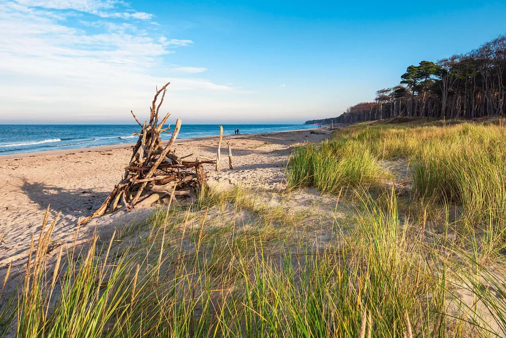 Blick auf den Weststrand auf Fischland-Darß-Zingst mit Wurzeln, Gräsern und Kiefernwald