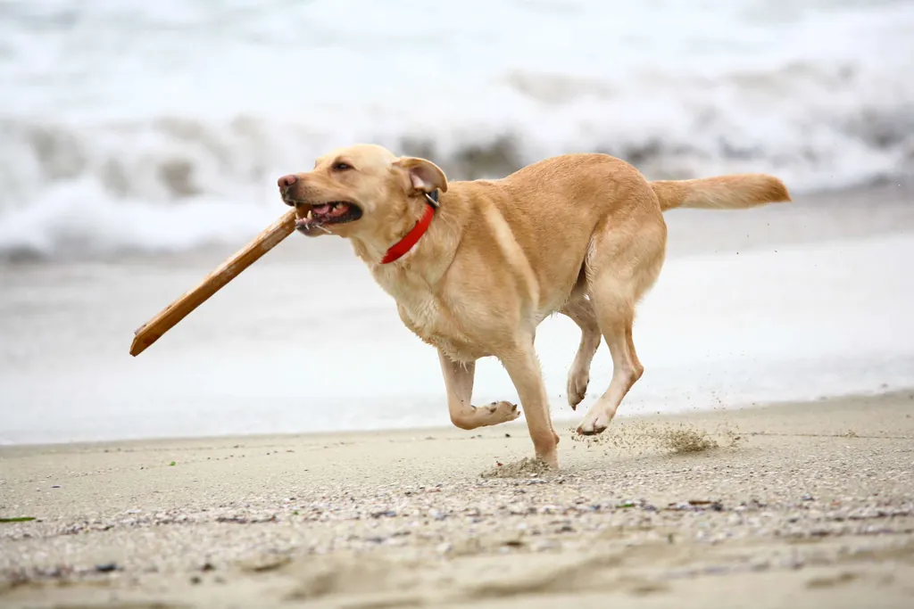 Hund rennt mit Stöckchen im Maul über Hundestrand an der Ostsee