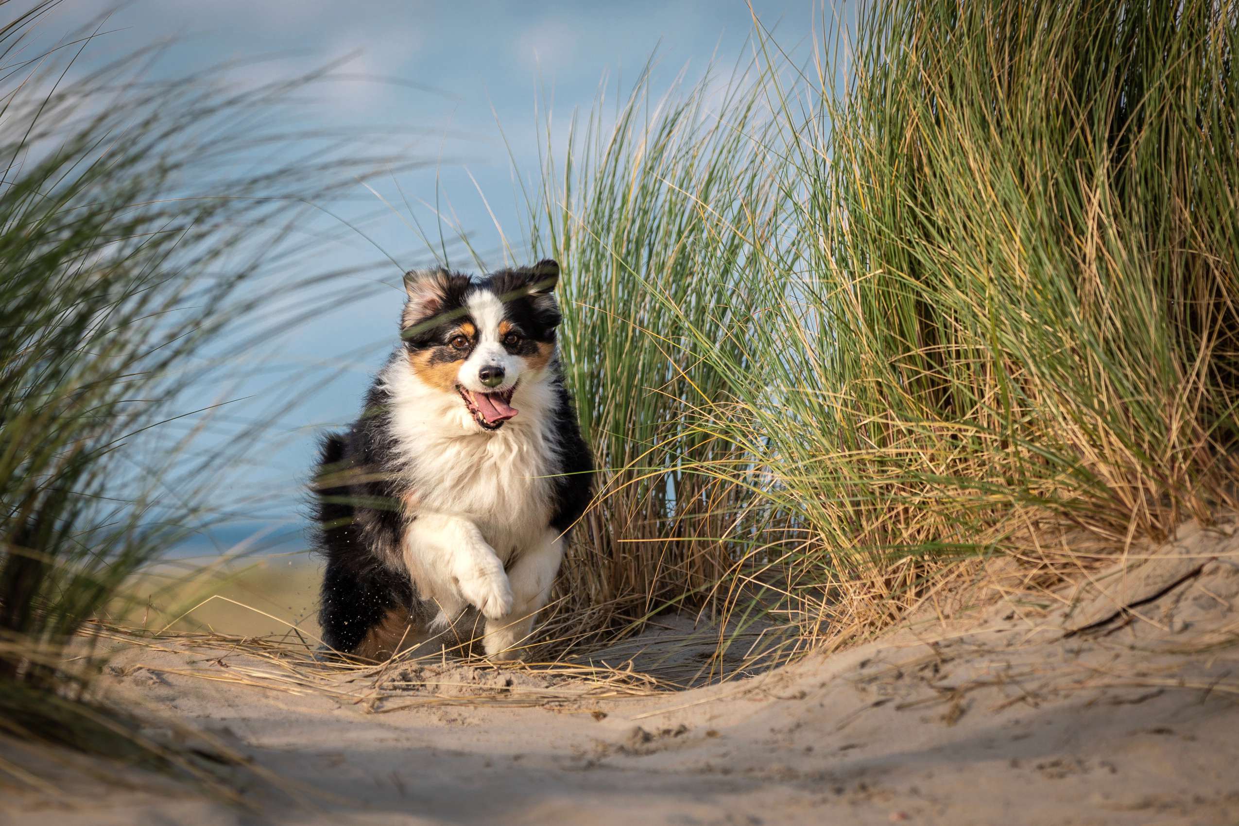 Kleiner bunt gescheckter Hund rennt durch Dünengräser am Ostsee-Hundestrand