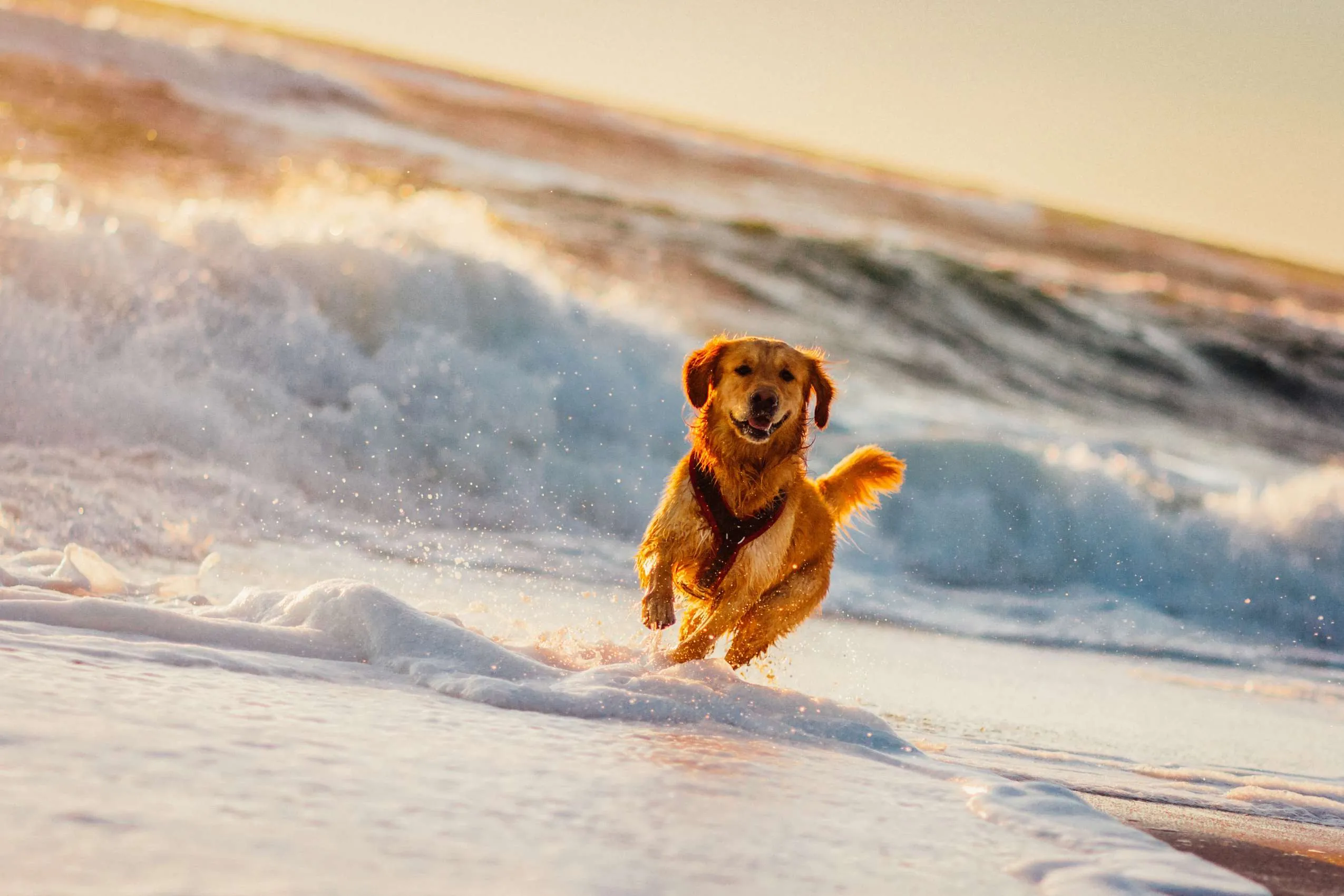 Golden Retriever rennt am Ostseestrand durch die Wellen
