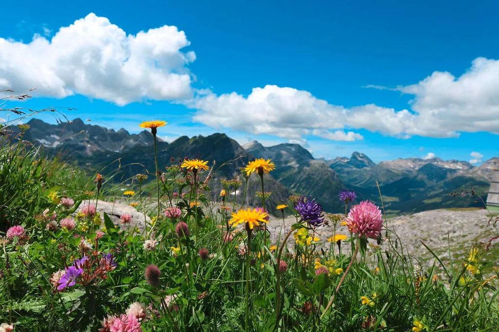 Bunte alpine Pflanzen vor Bergkulisse