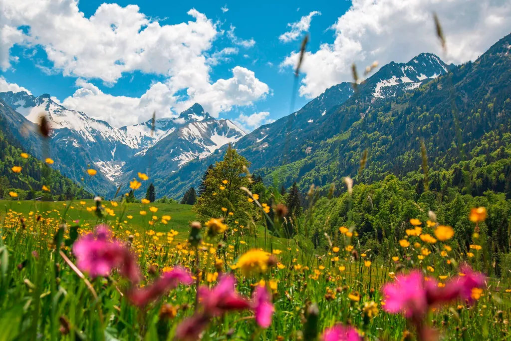 Blumen auf einer Wiese mit Bergen im Hintergrund
