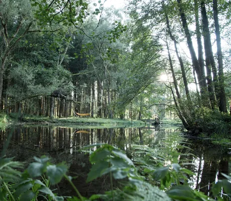 Teich im Wald vor Hängematten im Wald