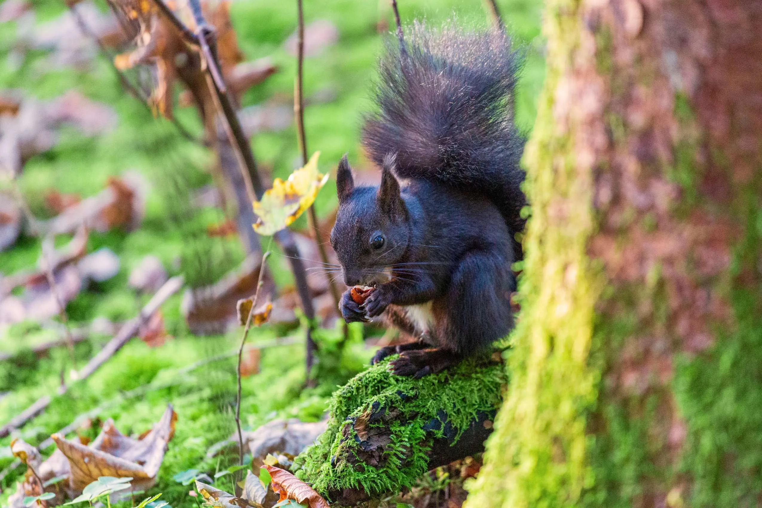 Eichhoernchen fuettern in Fischen im Allgaeu