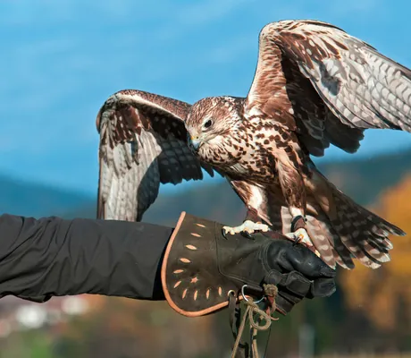 Falke beim Greifvogeltraining in der Falknerei Burg Rarbenstein