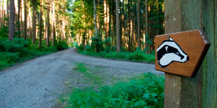 Schild mit Meister Grimmbart auf dem Walderlebnispfad in Bad Grönenbach im Allgäu