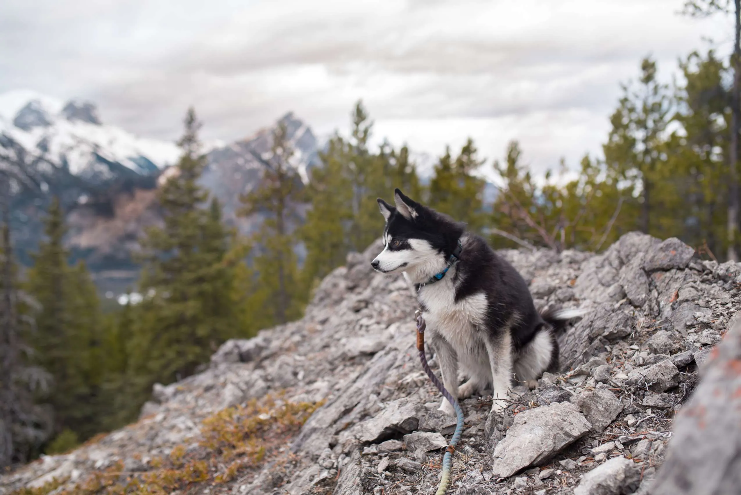 Husky mit Leine sitzt auf einem Berg im Allgäu