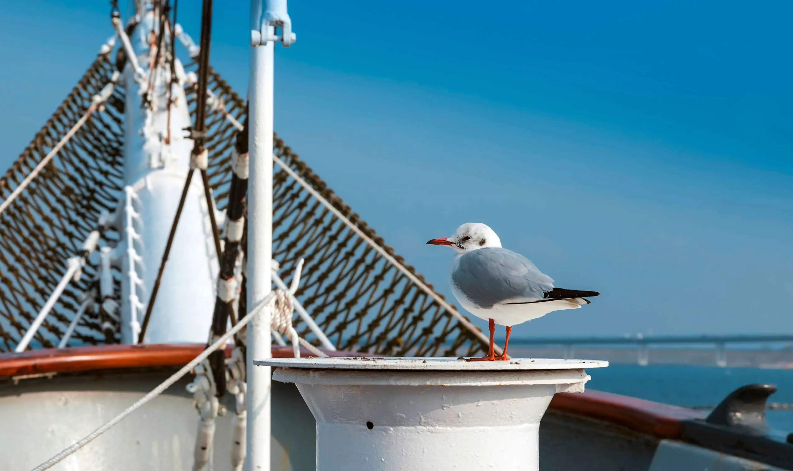 Eine M&ouml;we auf einem Gro&szlig;segler in Rostock bei einem St&auml;dtetrip in Deutschland