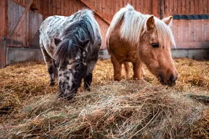 Ponys fressen Heu im Heustadel