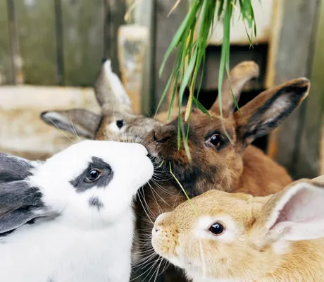 Mehrere Hasen im Streichelzoo des Familotel Ottonenhof werden mit Gras gefüttert