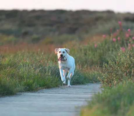 weißer Hund läuft zwischen Heidekraut auf dem Weg im Severin*s Morsum Kliff