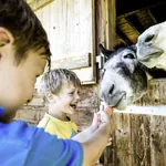 zwei Jungs füttern Esel im Stall im Allgäuer Berghof