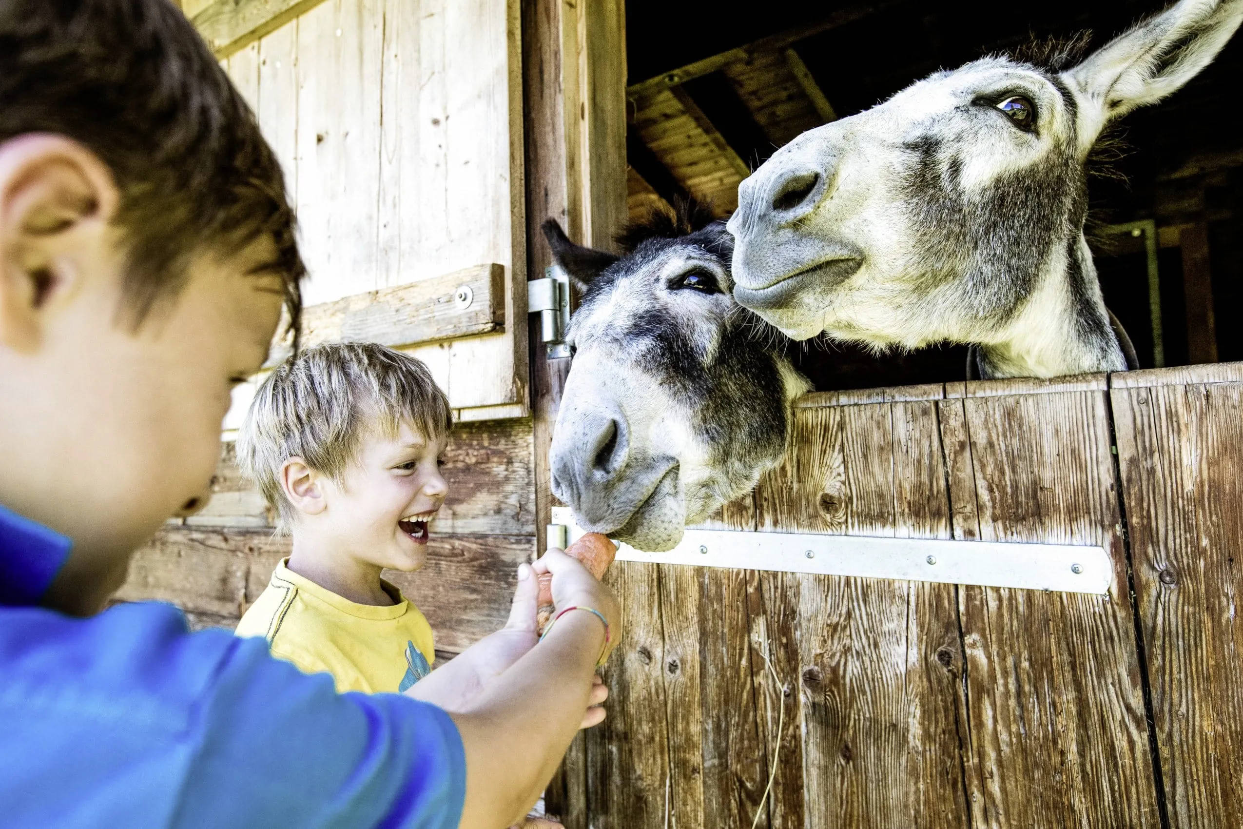 zwei Jungs f&uuml;ttern Esel im Stall im Allg&auml;uer Berghof