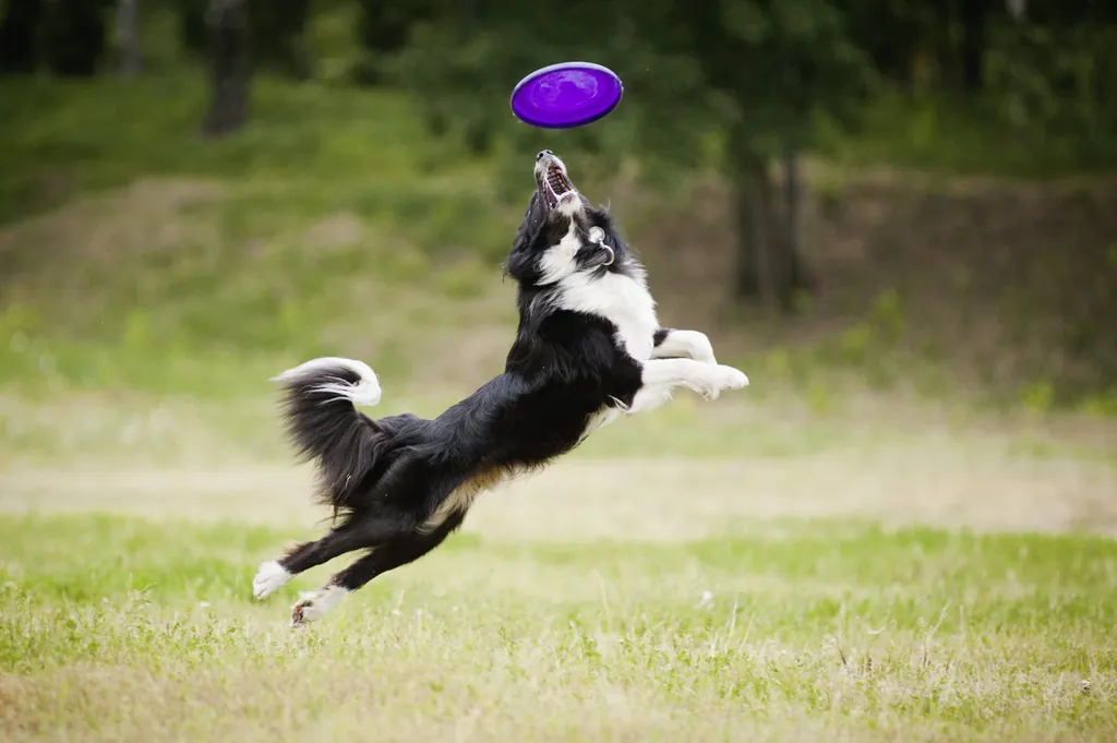 Border Collie springt in die Luft und versucht eine Frisbee zu fangen