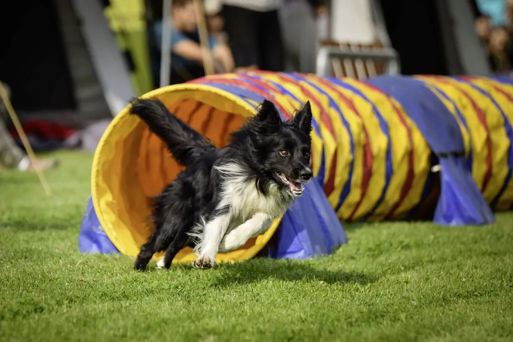 Kleiner Border Collie rennt beim Hundetraining im Hotel durch Agility-Tunnel