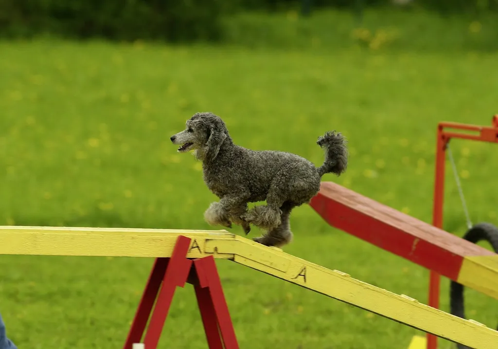 Kleiner Pudel läuft beim Hundetraining im Hotel über farbigen Balancierbalken