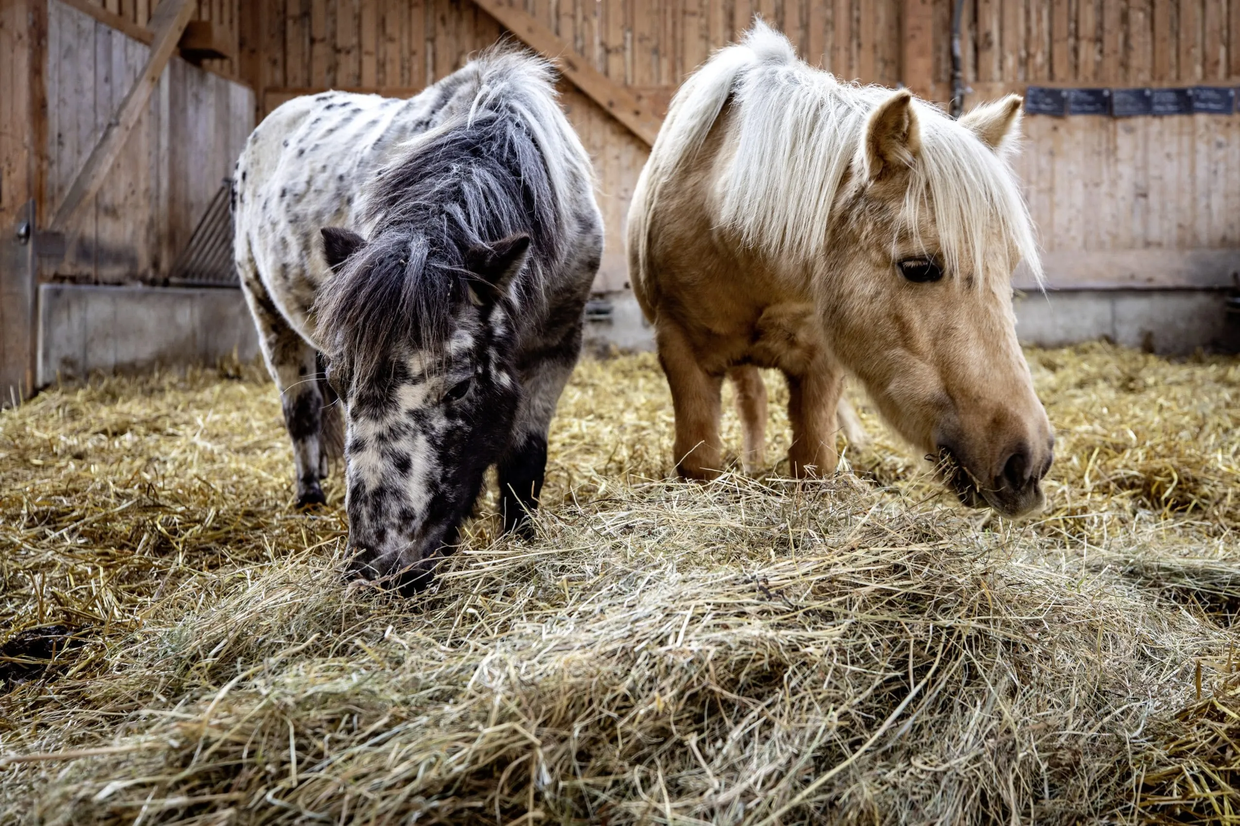 Zwei Ponys beim Heu fressen im Familotel Ottonenhof