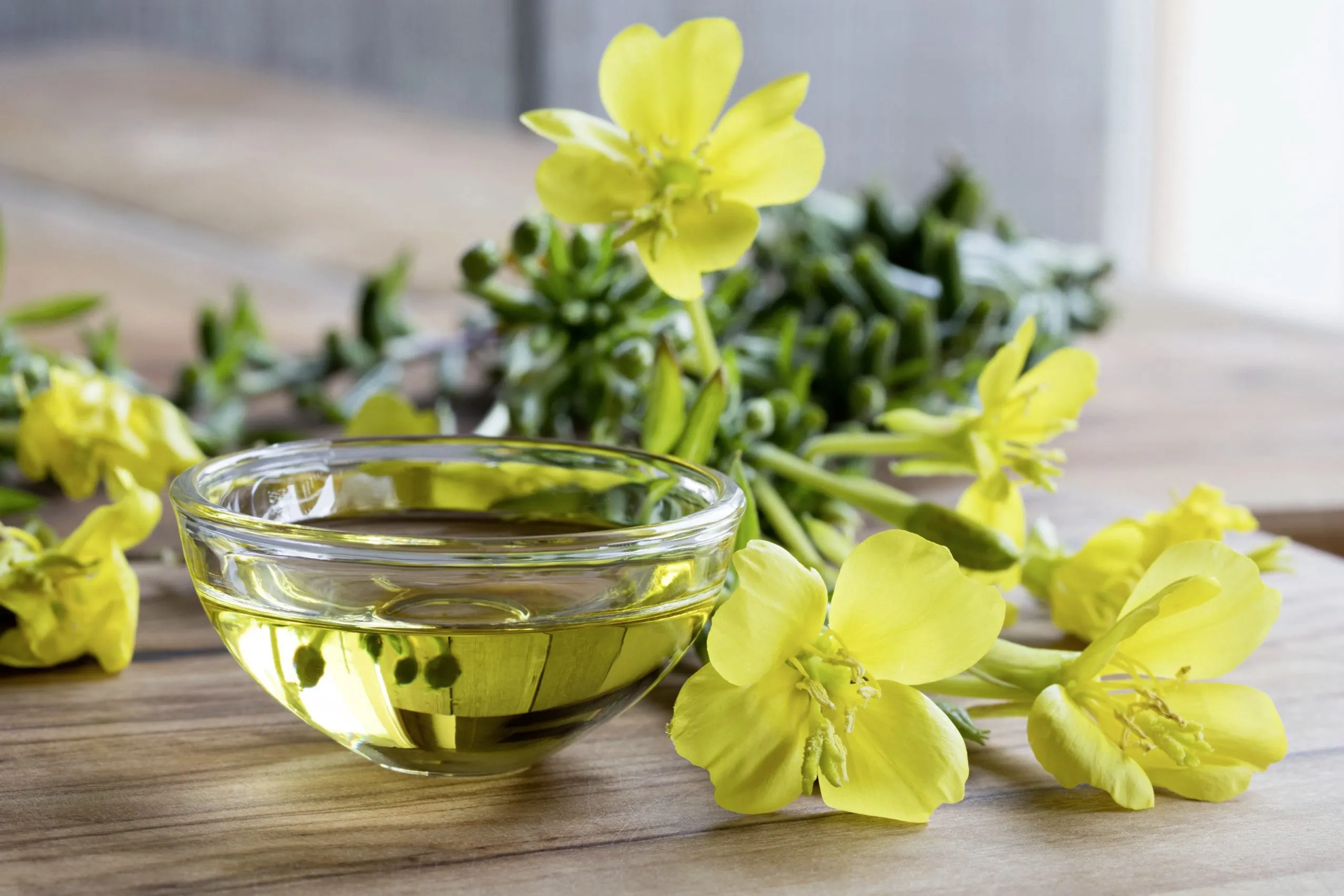 Eine gelbe Blüte der Nachtkerze, aus der das Nachtkerzenöl hergestellt wird