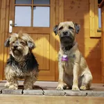 Zwei Hunde sitzen vor Ferienhaus im Feriendorf Oberreit