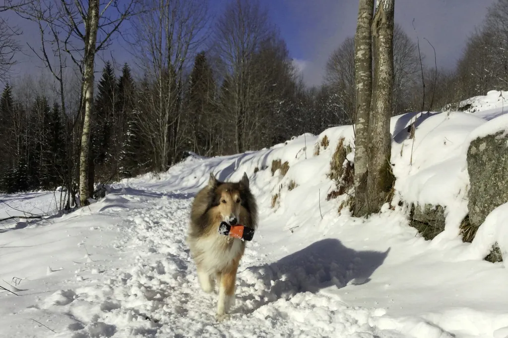 Hund im verschneiten Wald