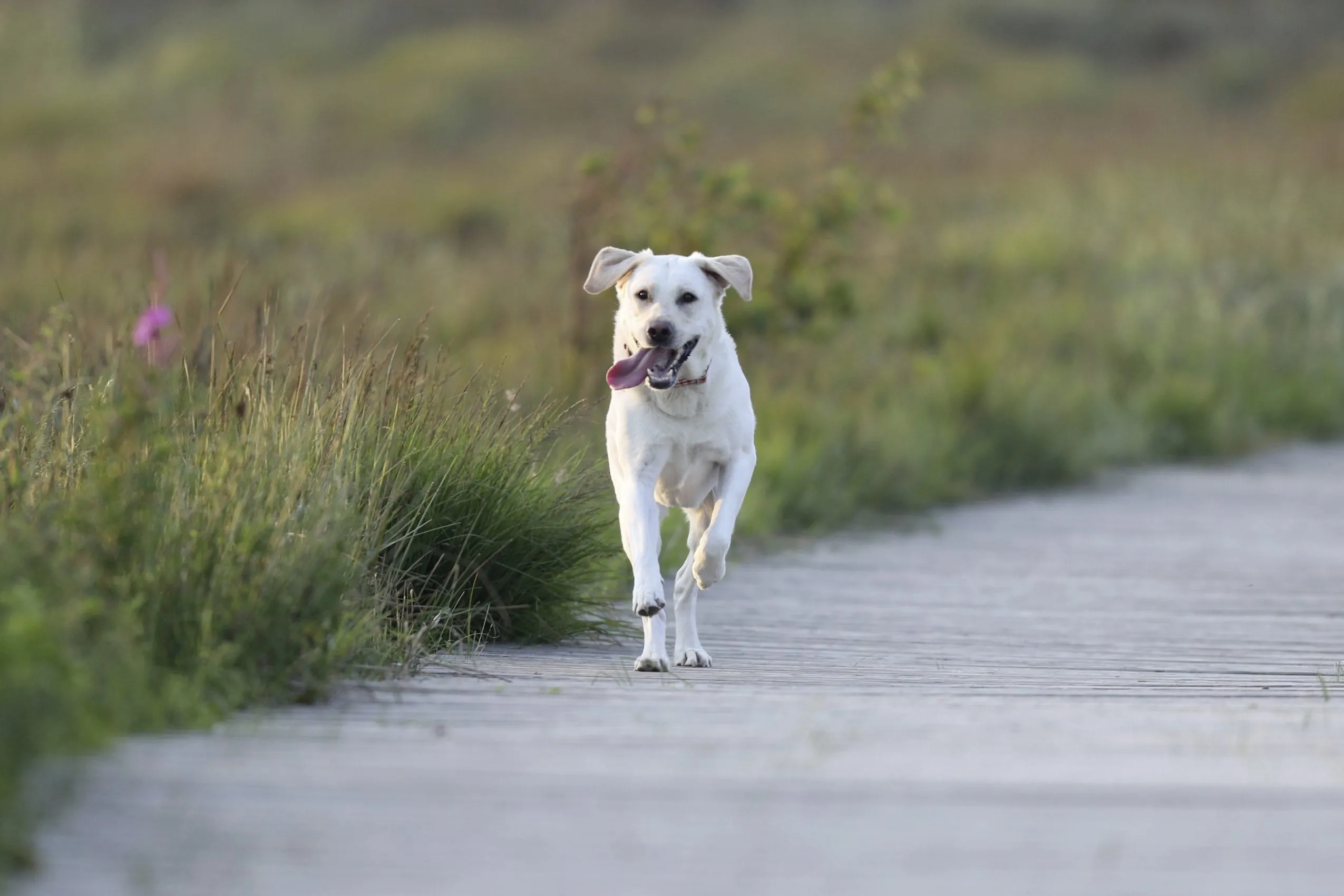 Springender Hund zwischen den D&uuml;nen