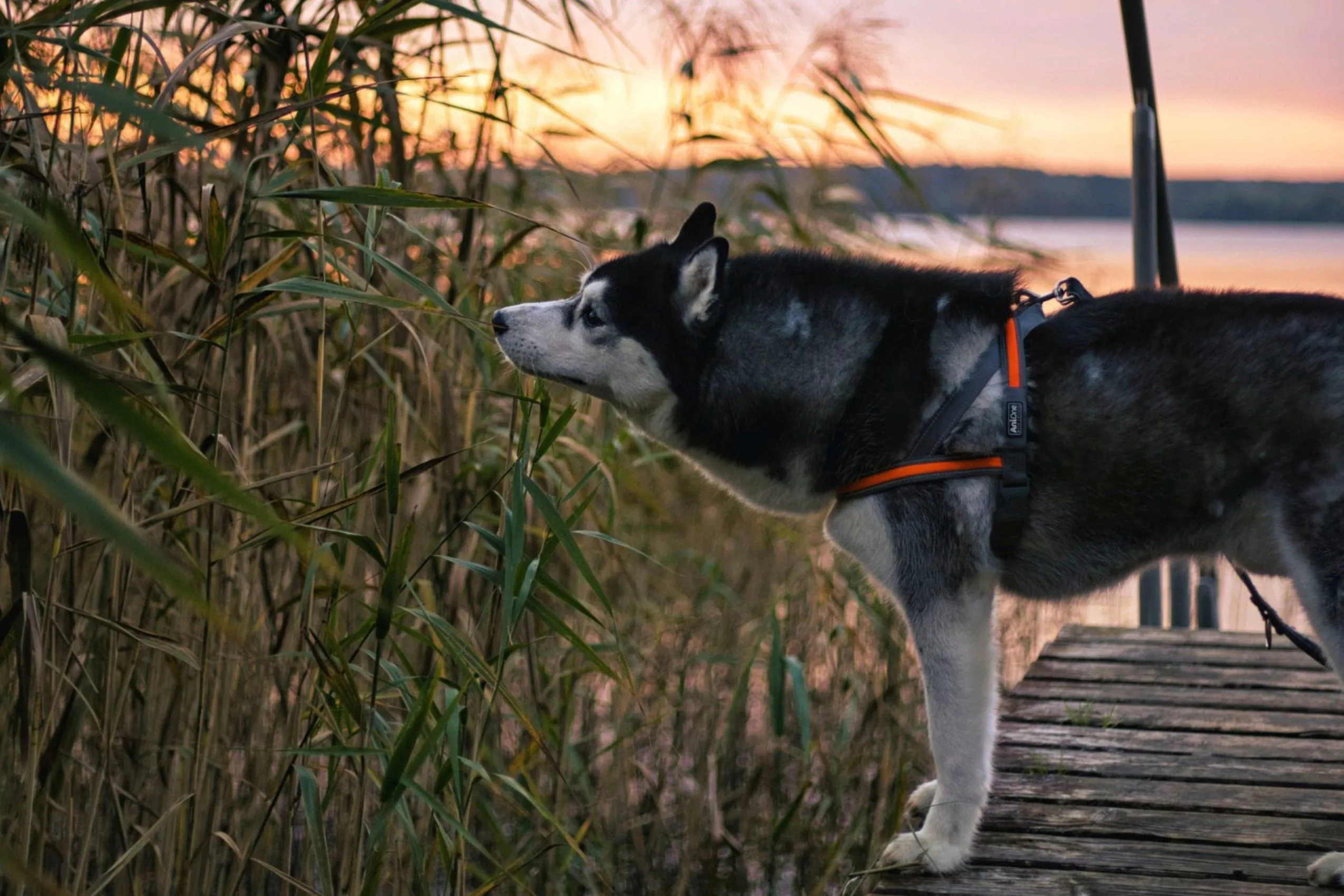 Hund auf Steg in der Abendd&auml;mmerung