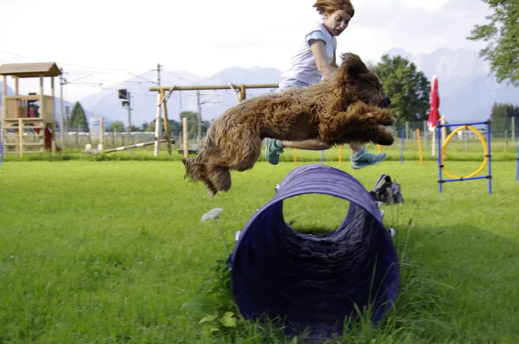Hund springt über Hunde-Parcour des Feriendorf-Oberreit mit einer Hundetrainerin