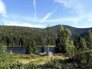 Bayerischer Wald mit Flusslauf und grünen Nadelbäumen