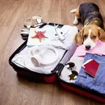 Junger Beagle liegt mit Kopf auf dem gepackten Urlaubskoffer