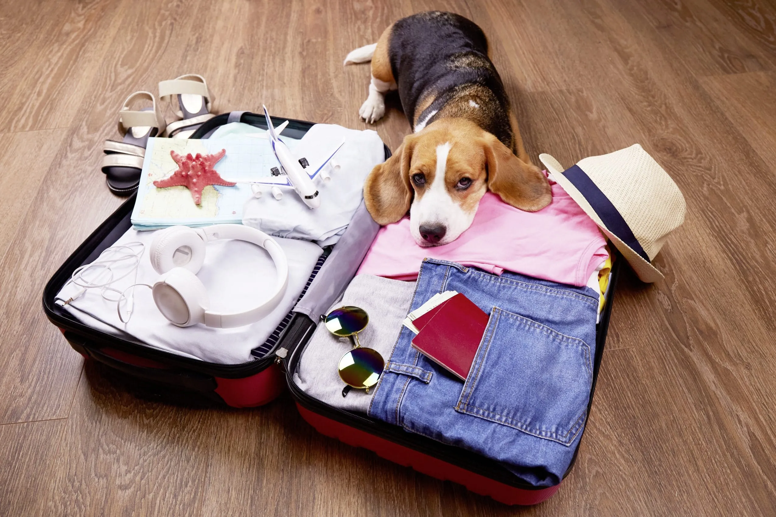 Junger Beagle liegt mit Kopf auf dem gepackten Urlaubskoffer