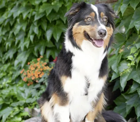 Hund blickt hechelnd in die Kamera