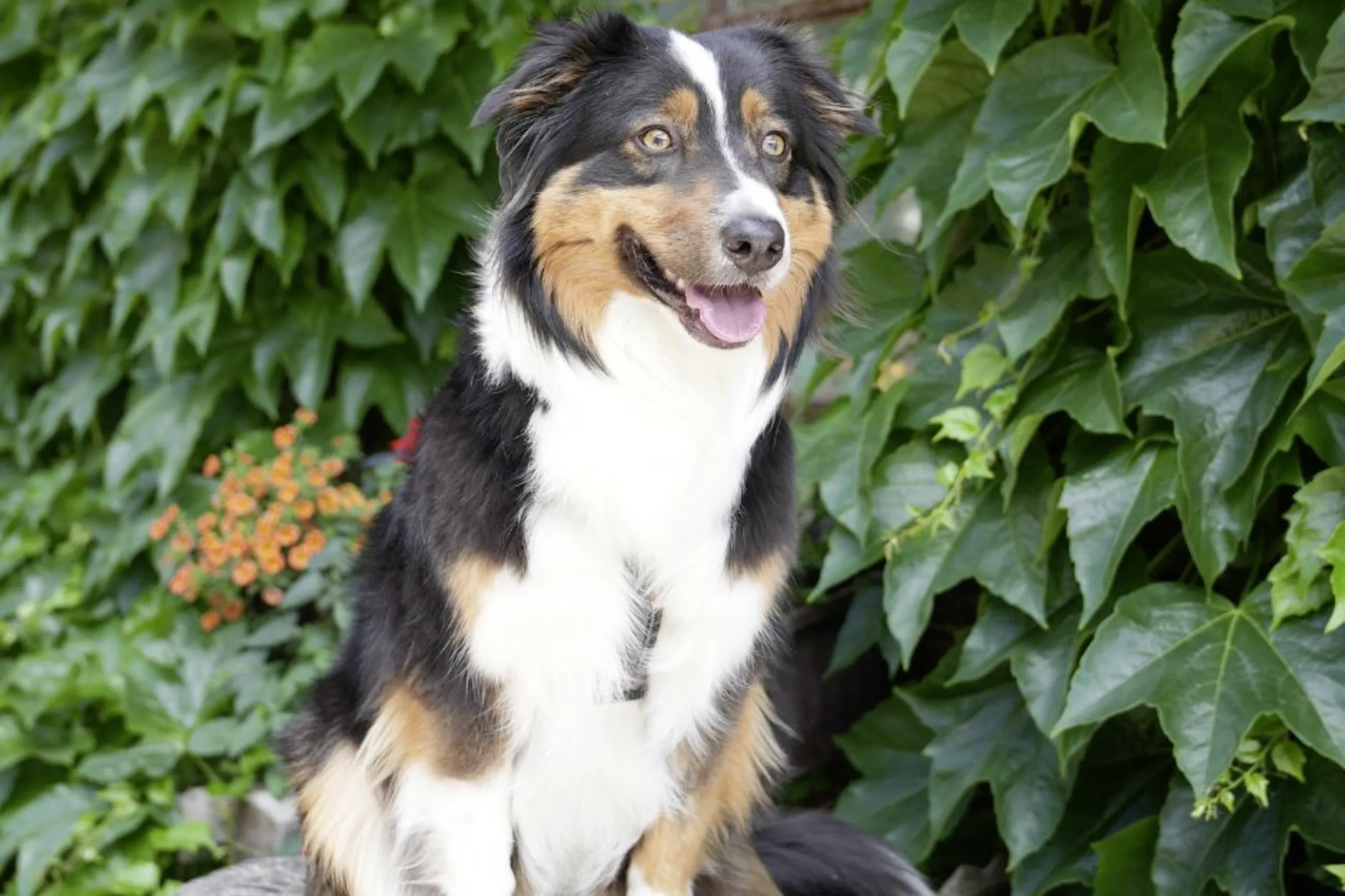 Hund blickt hechelnd in die Kamera