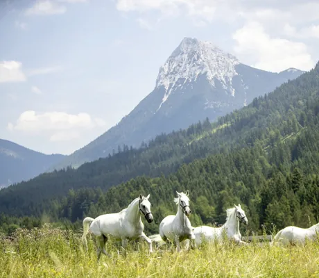 vier weiße Lippizaner auf der Wiese vor dem Karwendelgebirge im Posthotel Achenkirch