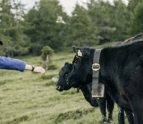 Mann mit schwarzem Haar streichelt Angusrinder im Naturhotel Leitlhof
