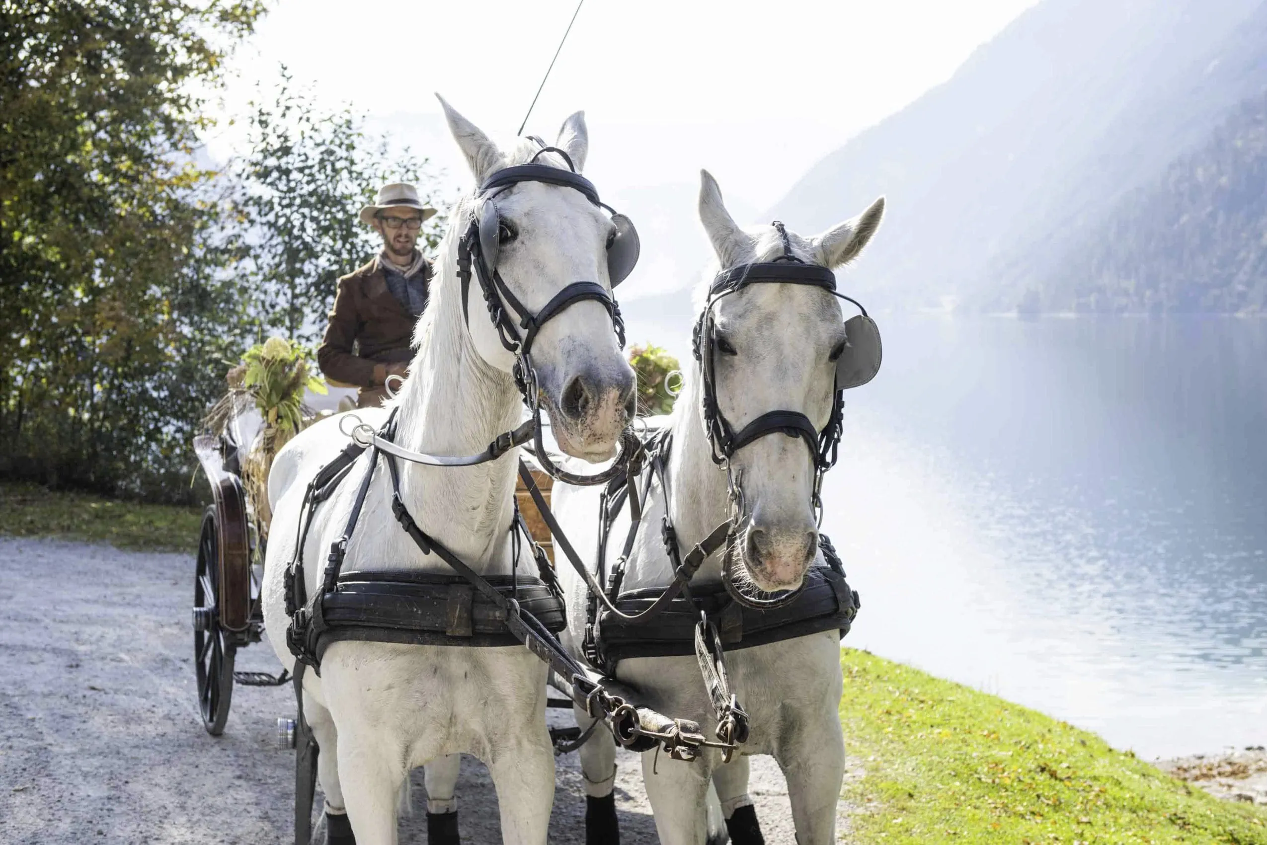 Kutsche mit eingespannten Schimmeln f&auml;hrt mit Blumen geschm&uuml;ckt am Achensee entlang