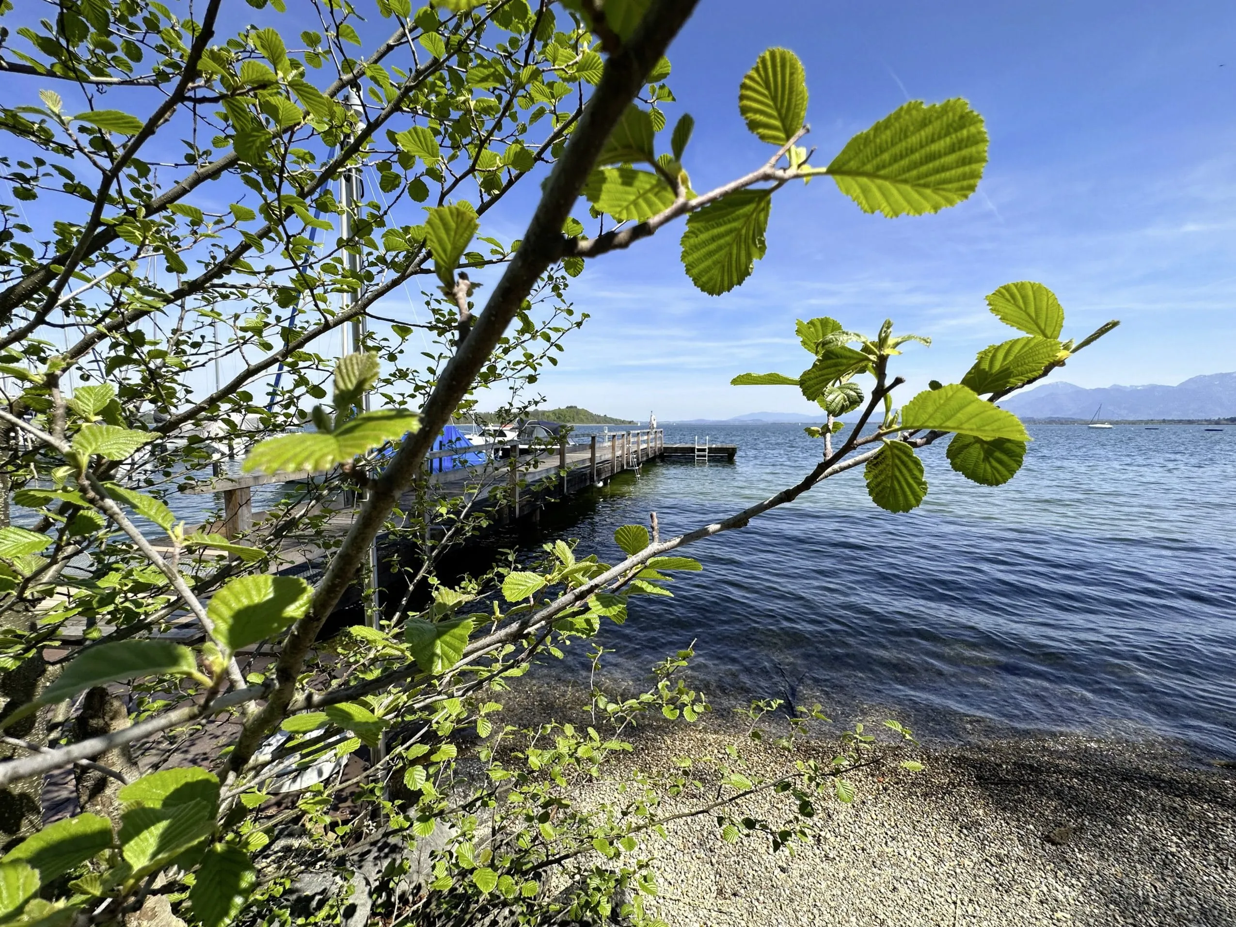 Blick auf den Steg und den Strand im Yachthotel Chiemsee hinter einem Birkenzweig