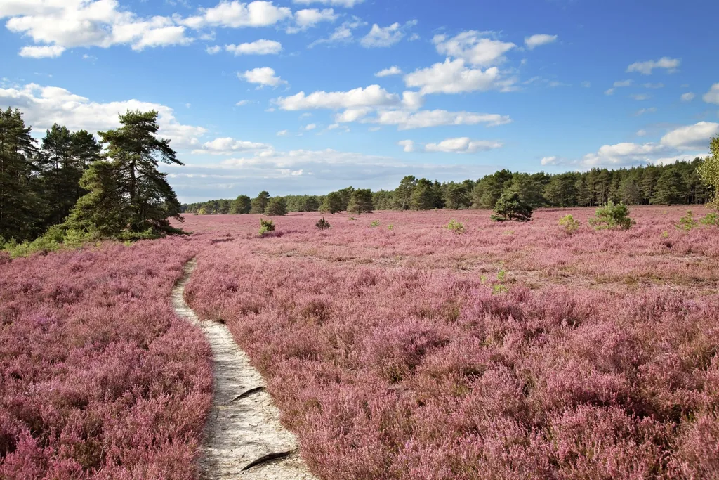 Pink blühende Lüneburger Heide mit Wanderweg
