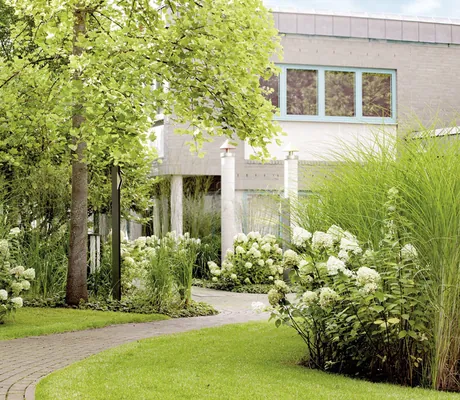 Hortensien am Wegrand der Grünanlage des MEDIAN Hotel Lehrte