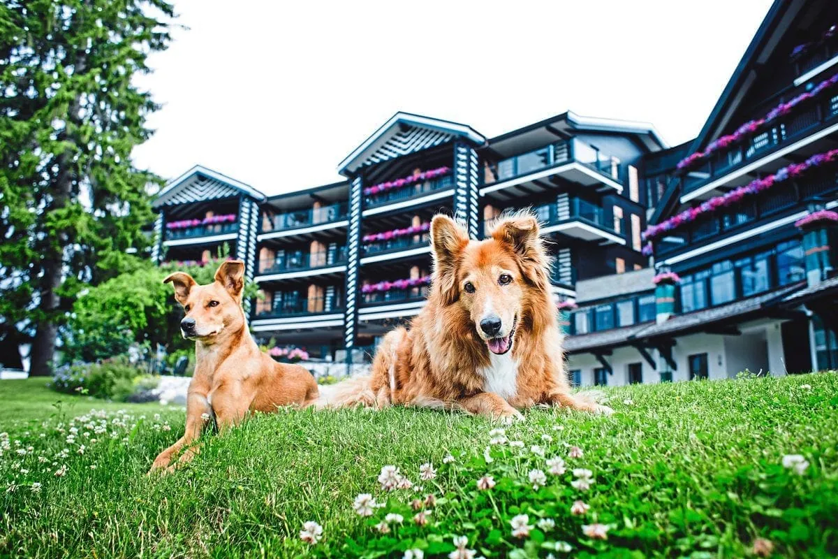 Wellness Allgu Mit Hund