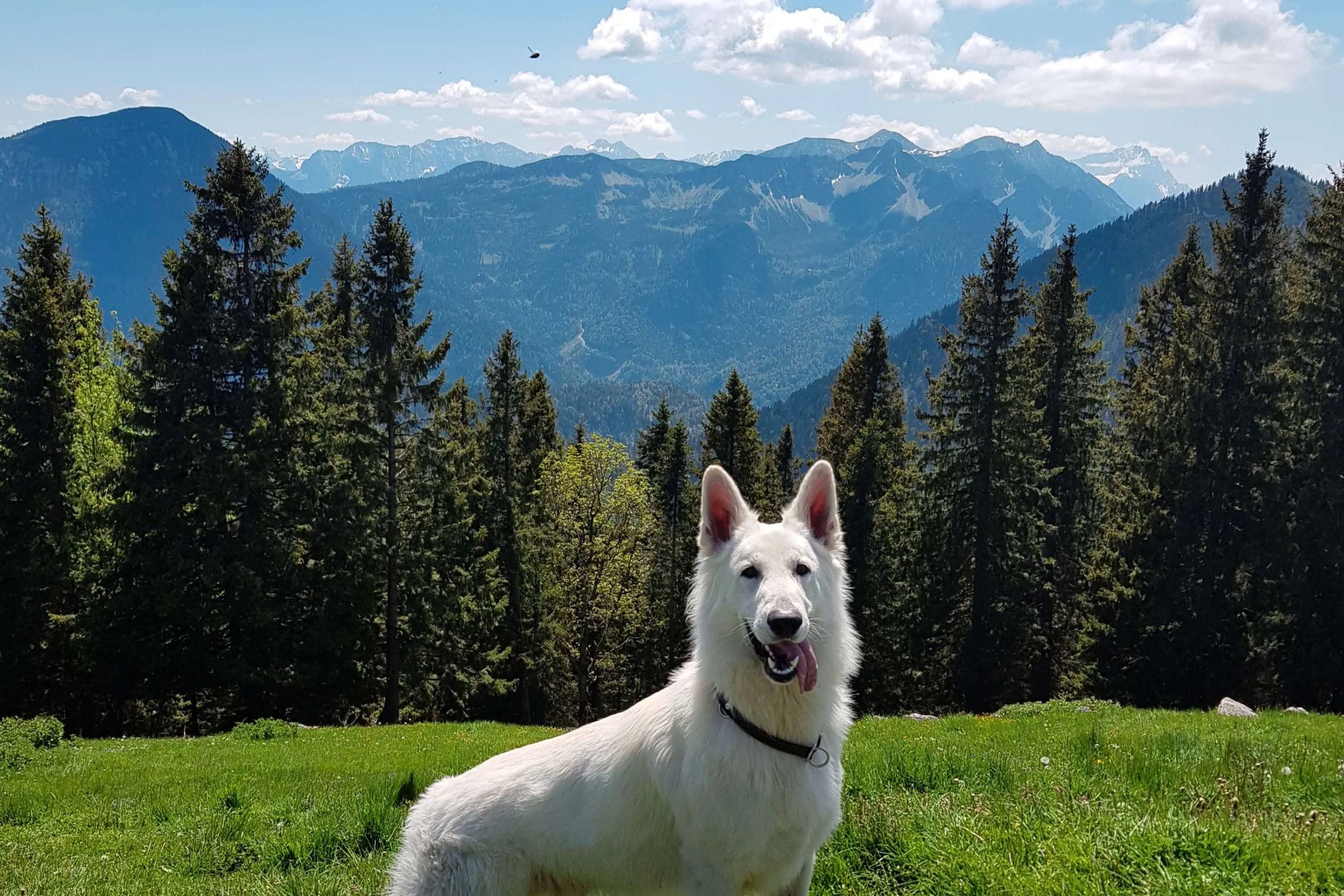Hund auf Wiese mit Bergpanorama im Hintergrund