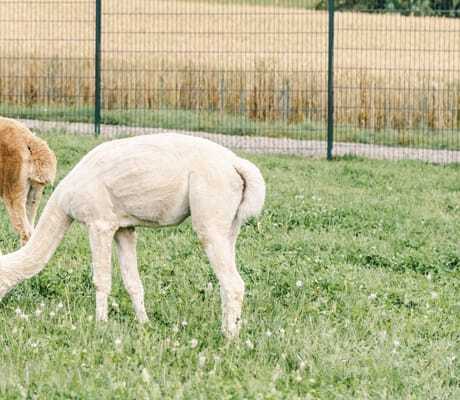 zwei Alpakas grasen auf einer Wiese des Familienhotels Friedrichshof