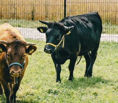 braune und schwarze Kuh auf einer Wiese des Familienhotels Friedrichshof