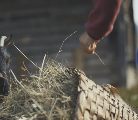Ziege frisst Stroh aus einem Korb im Bauernhof Hotel Oberschwarzach