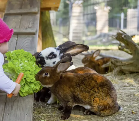Kleinkind füttert Hasen des Ulrichshof mit Salat und Karotte