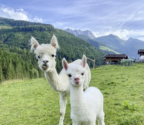 zwei weiße Alpakas auf einer grünen Wiese des Farm Resorts Geislerhof mit Bergen im Hintergrund