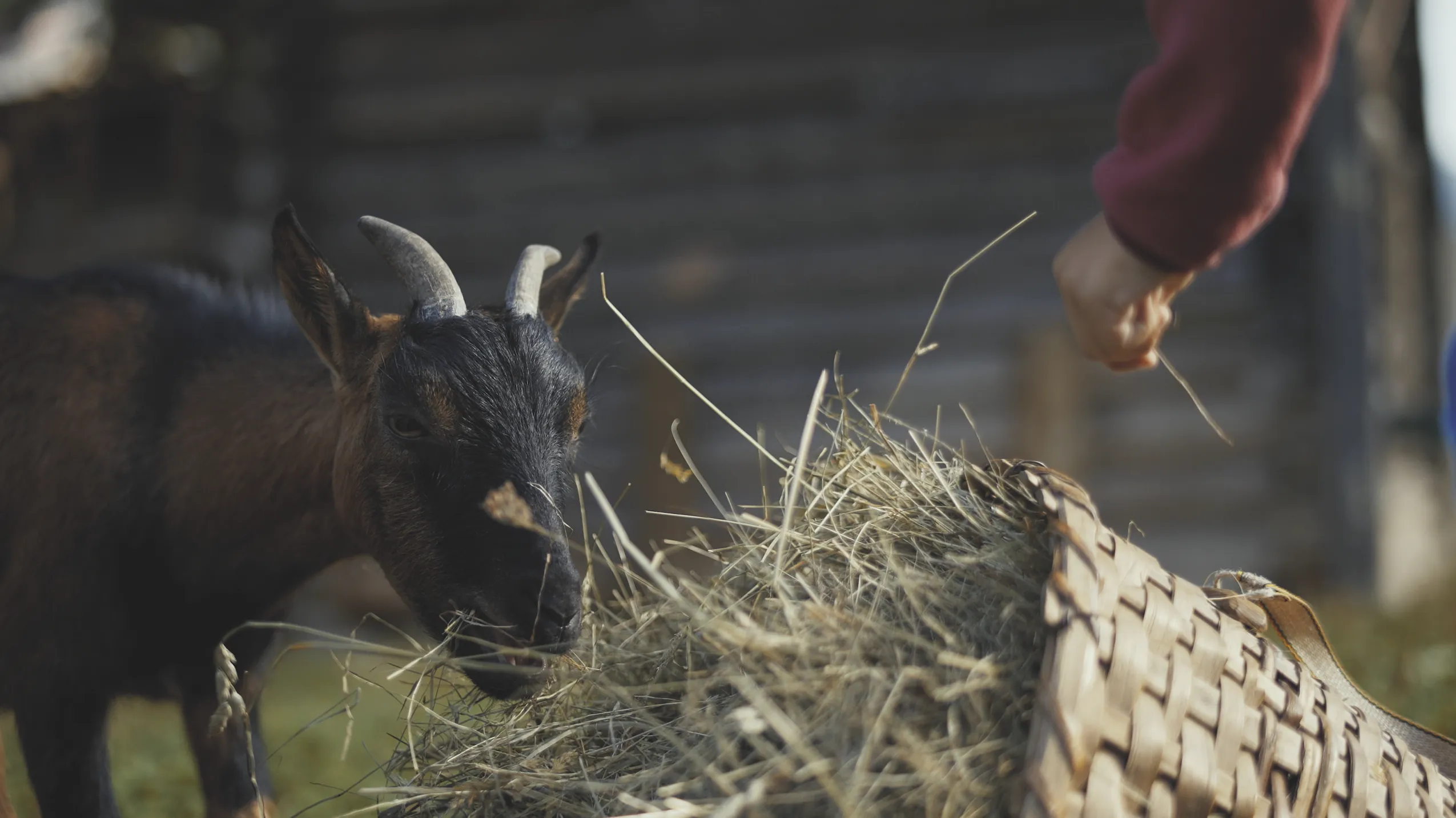 Ziege die aus Heukorb frisst im Bauernhof Hotel Oberschwarzach