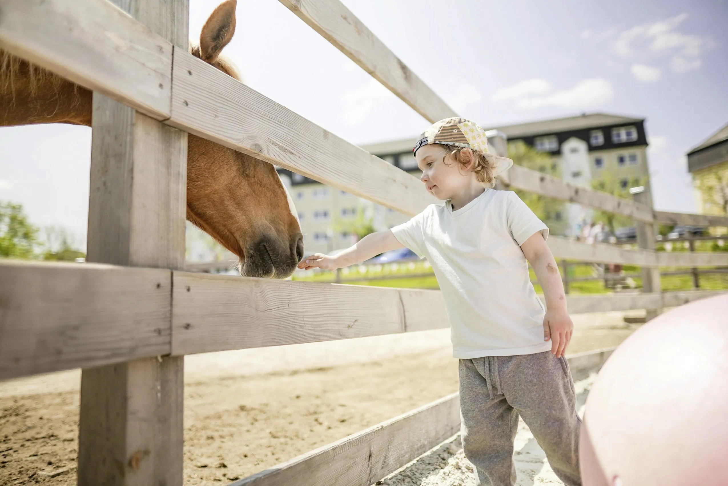 Junge streckt seine Hand zu einem Pferd auf dem Reitplatz des Familotel Elldus Resort